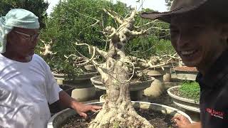 บอนไซหมากเล็กหมากน้อย ไม้โครงสร้าง 50% ภาค 3 Bonsai tree, betel nut 50%, part 3