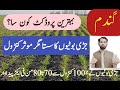 When to Spray Weedicides in Wheat? | How to Control Weeds in Wheat? | گندم میں جڑی بوٹیوں کا کنٹرول۔