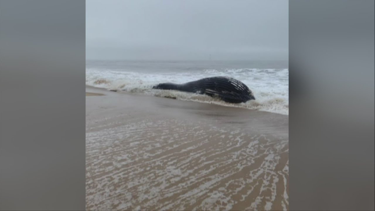 Autopsy For Humpback Whale Washed Ashore