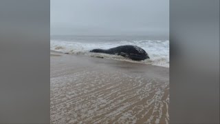 Autopsy For Humpback Whale Washed Ashore