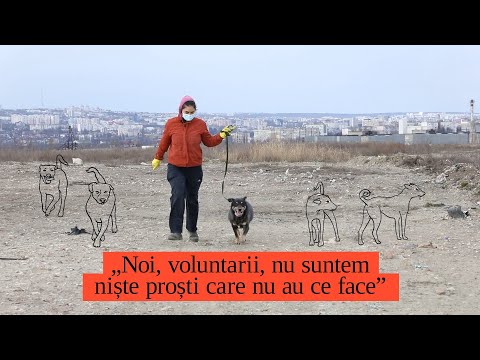 Video: Cum să ai grijă de rasele mici de câini