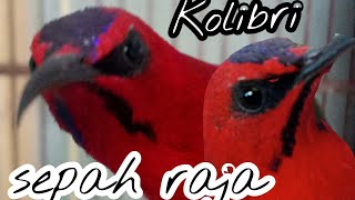 KOLIBRI SEPAH RAJA RAJIN BUNYI || NYERECET CECERECETAN