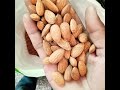 Celifhornia Almond Exporter Importer Business Celifhornia Almond Exporter Importer Business