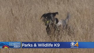 K9 Helps Colorado Parks And Wildlife Catch Poachers And Track Endangered Species