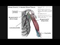 Anterior Arm Compartment | Biceps Brachii, Brachialis, & Coracobrachialis