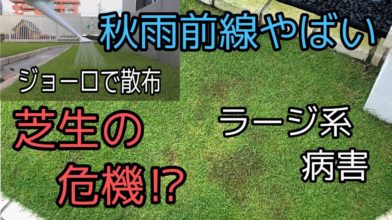 長い秋雨前線で芝生危機？！再度薬剤散布で復活なるか？