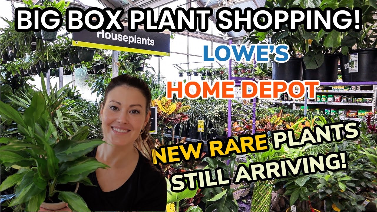 50 OFF HOUSEPLANTS AT HOME DEPOT!! Lowe's & Home Depot Big Box Plant Shopping & Plant Haul
