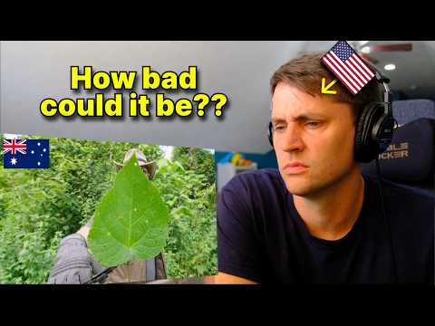 Australia has a plant that will STING you like a thousand bees! Gympie Gympie Sting Reaction