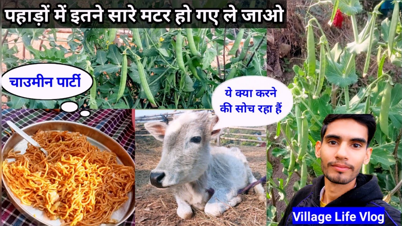 मटर इतने सारे हो गए उम्मीद नहीं थी 😳 / Pahadi life Uttarakhand / Uttarakhand Village Vlog 