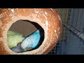 Love Birds Feed Their Chicks || What to feed Love Birds