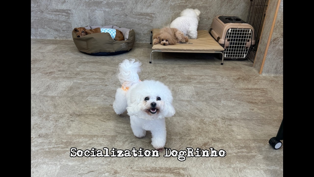 Dog daycare in Japan DogRinho 犬の保育園 20260614 - YouTube
