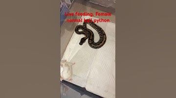 Ball python live feeding #ballpythonsnake #reptile #snake #python #livefeeding #ballpython