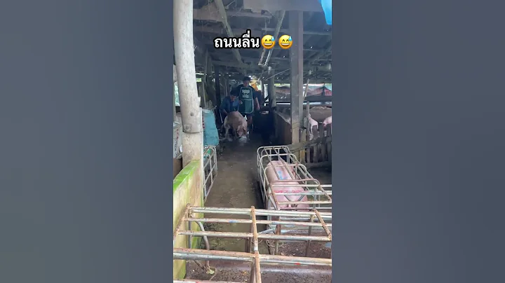 pig afternoon loading #pig #pigfeed #pigbreeding #farmers #funny #hogger #pigfarming #farmlife