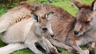 Kangaroos eating and sleeping  🦘🦘🦘🍀🍀🍀😴😴😴
