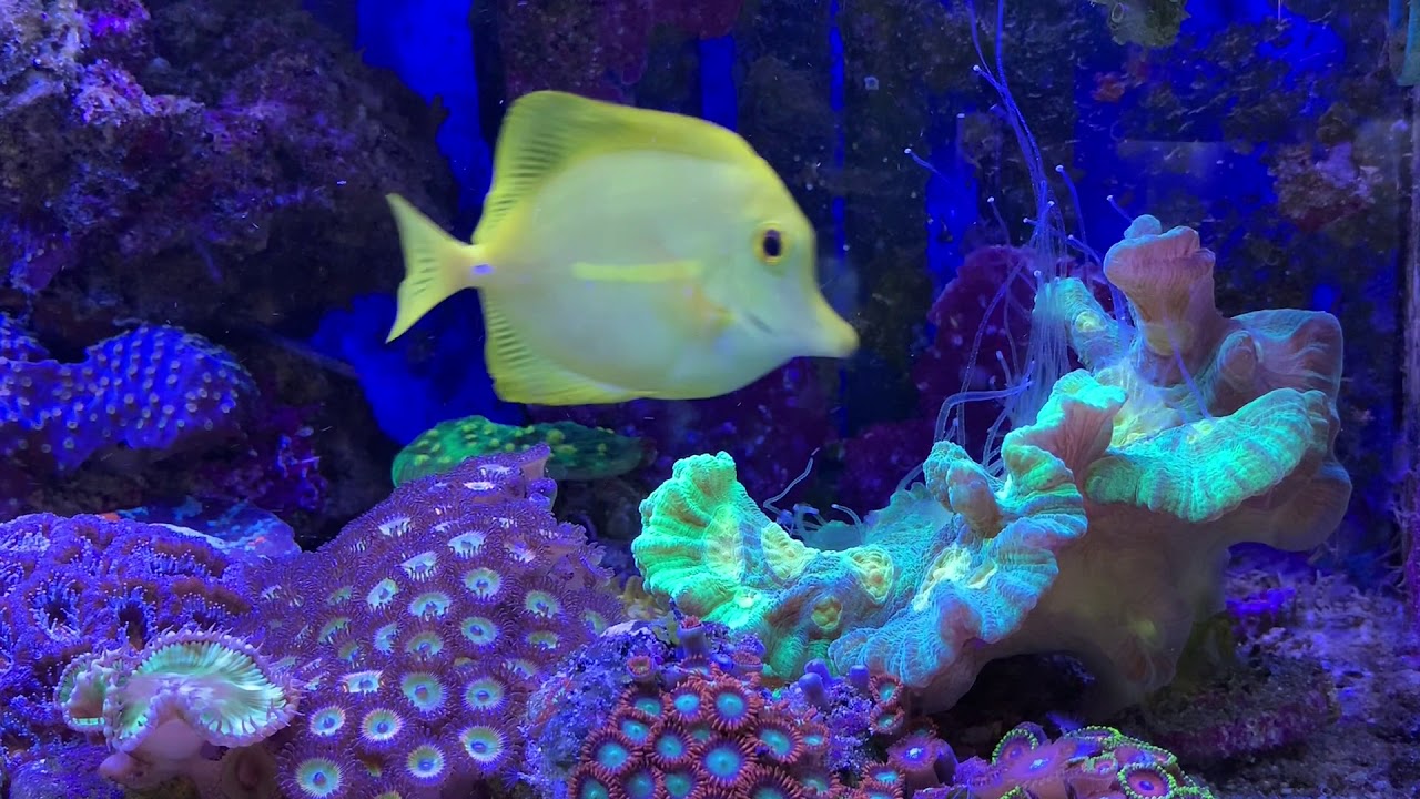 Space Invader Pectinia Coral. Aggressive sweeper tentacles YouTube