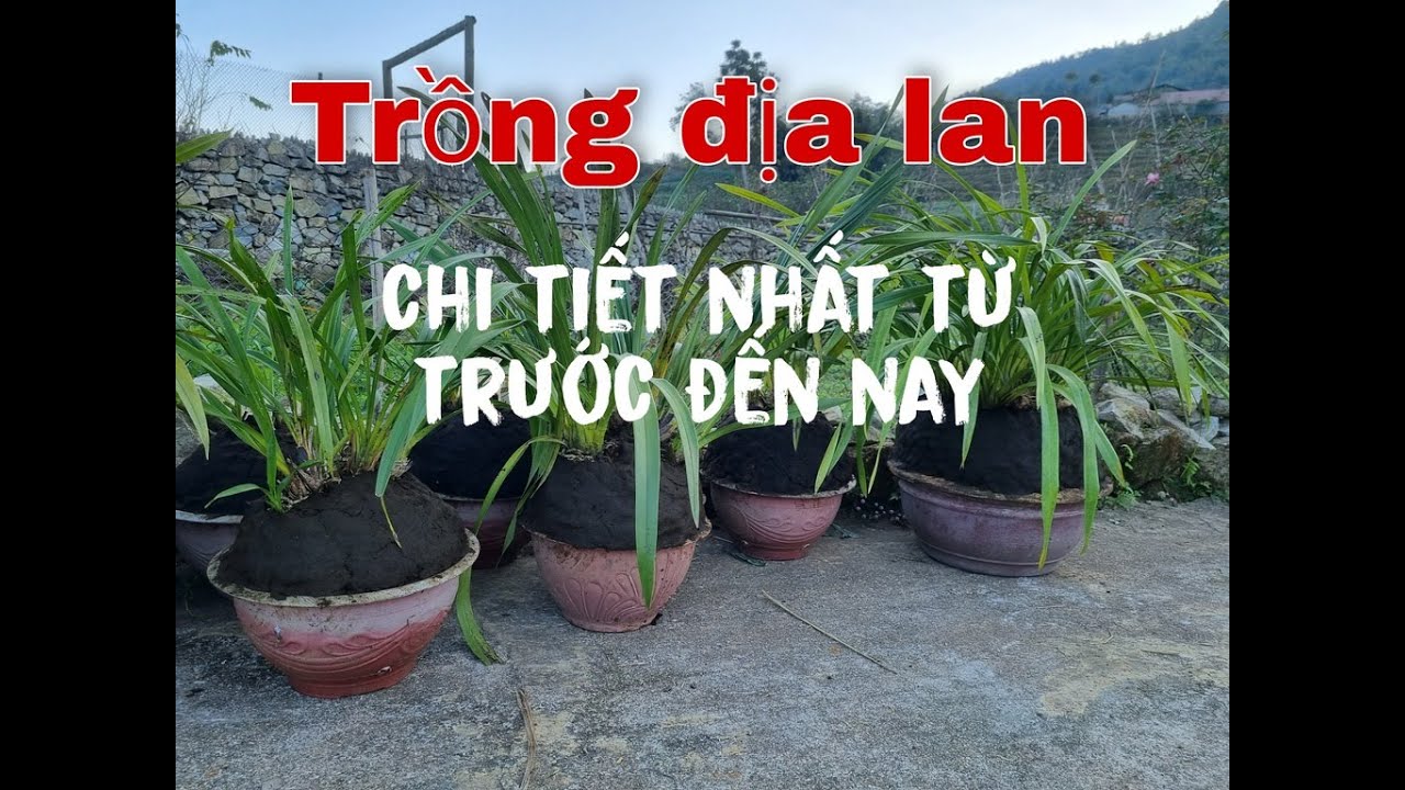 Hướng dẫn trồng địa lan sa pa chi tiết nhất  #dialan #nongnghiep #fyp #diy 