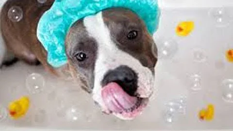 Como fazer condicionador para cachorro em casa?