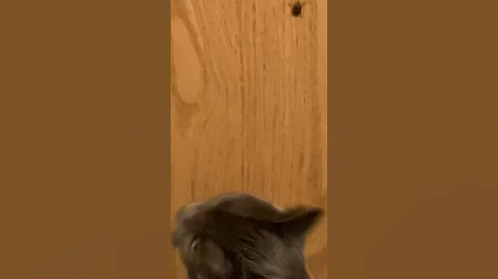 Watch the video about STINKBUG VS RUSSIAN GREY CAT 😯😂