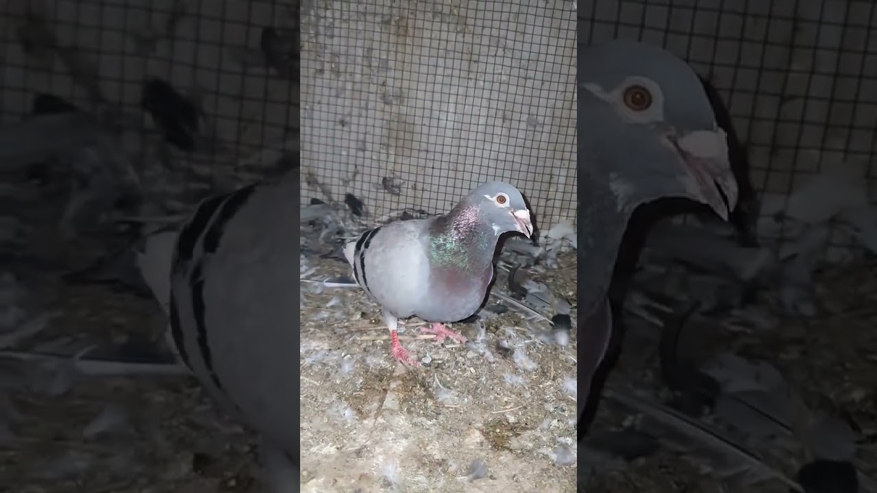 Very Beautiful Played Birds Available #fypシ゚viral #foryourpage #fypage #foryou #trending #fyp #short