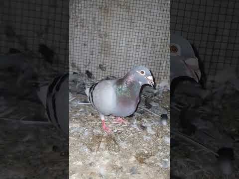 Very Beautiful Played Birds Available #fypシ゚viral #foryourpage #fypage #foryou #trending #fyp #short