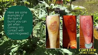 Giant Hogweed - The Dangers And How to Control It