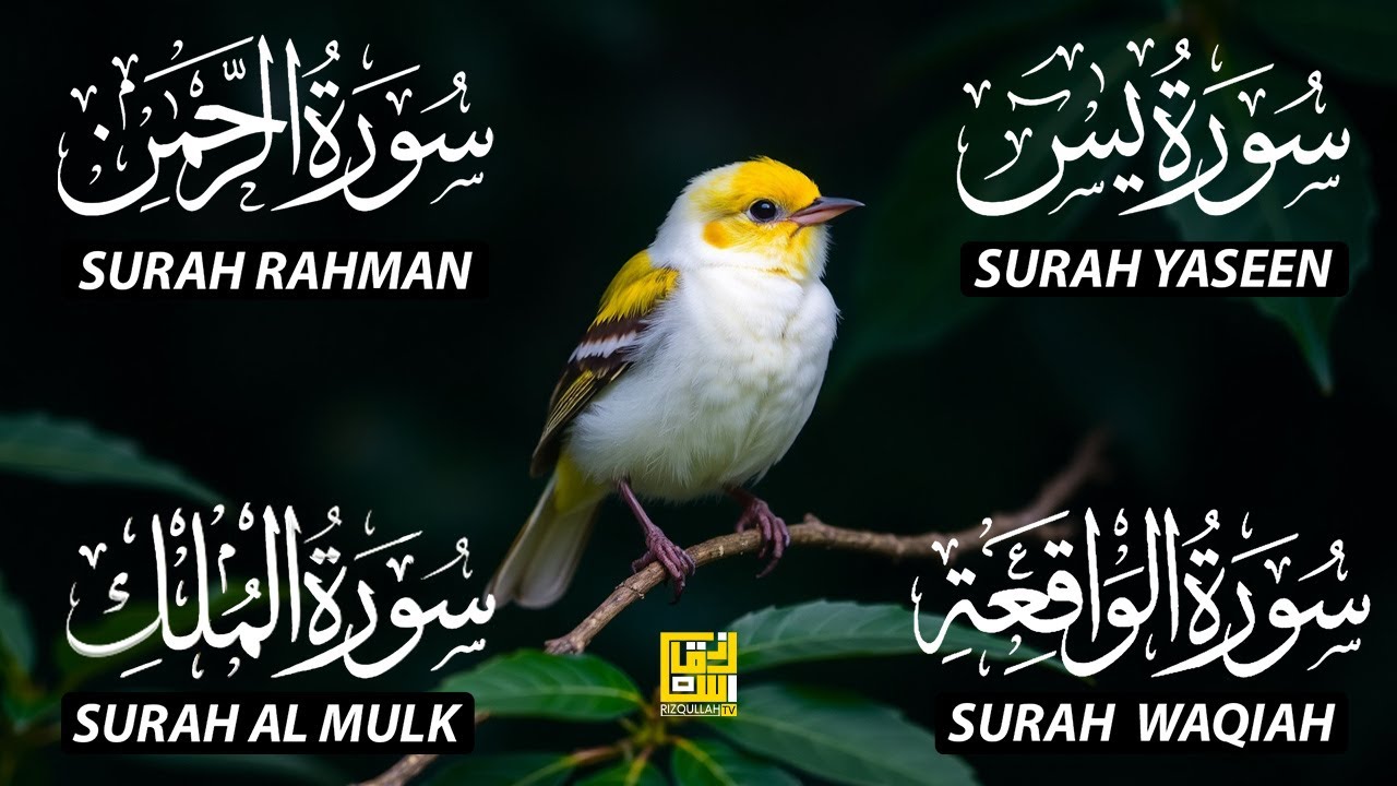 The Best Recitation Surah Yaseen (Yasin) | Surah Rahman | Surah Waqiah | Surah Mulk