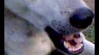 The Bone Collector...