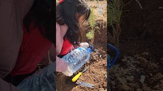 Umay Huriyet Bayramı Fidanı Dikti