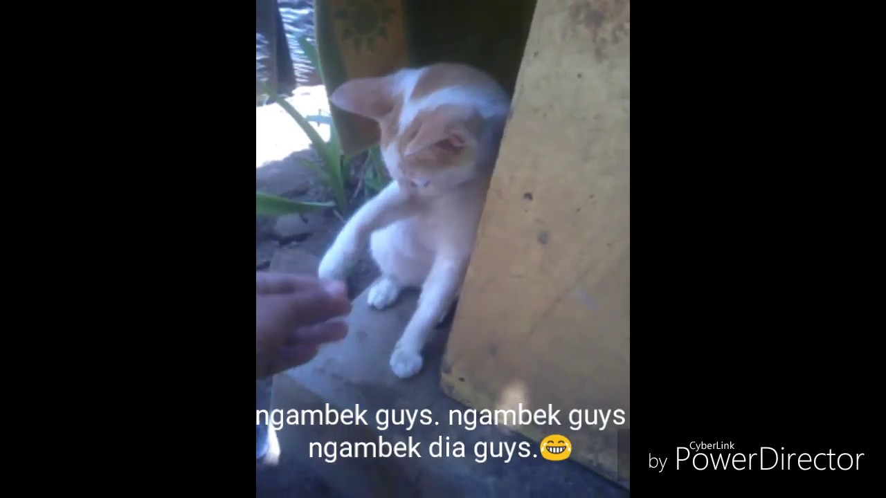 Membujuk Kucing Yang Sedang Ngambek Youtube