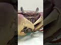 Crab S Worm