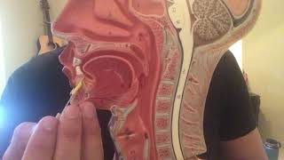 Detailed Digestive System: Oral Cavity Profile