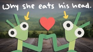 Why a Praying Mantis Eats Her Mate's Head?
