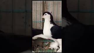 #fancy pigeon #kerlapiegan #stats #trening1
