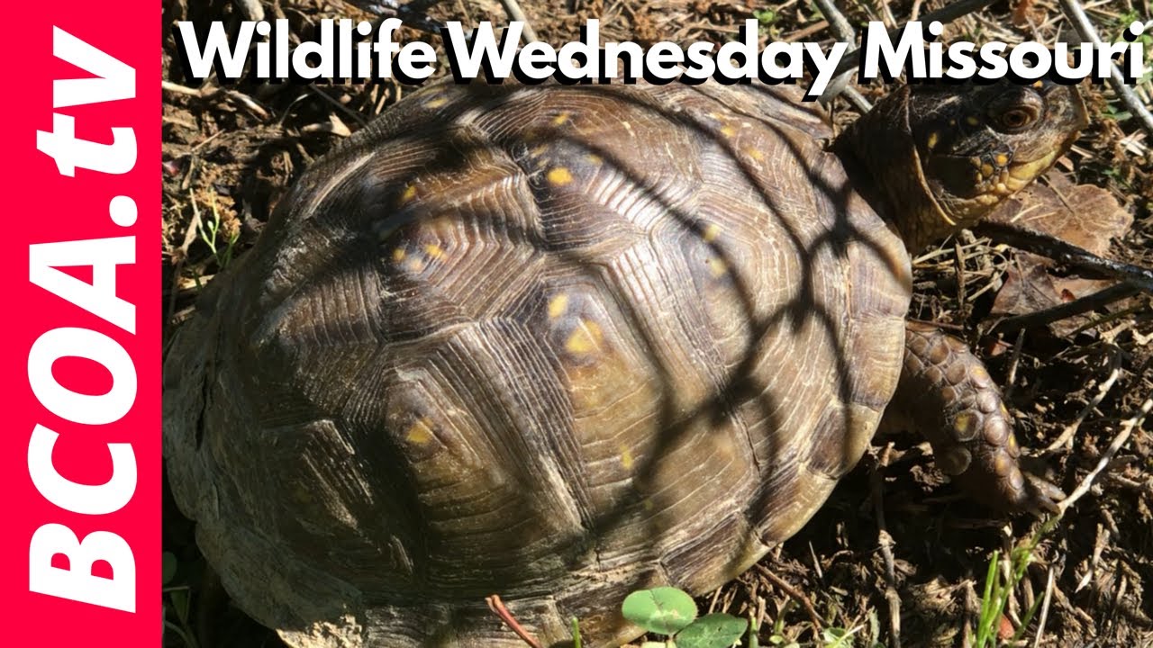 Wildlife Wednesday  - St  Louis Missouri  - October 2019