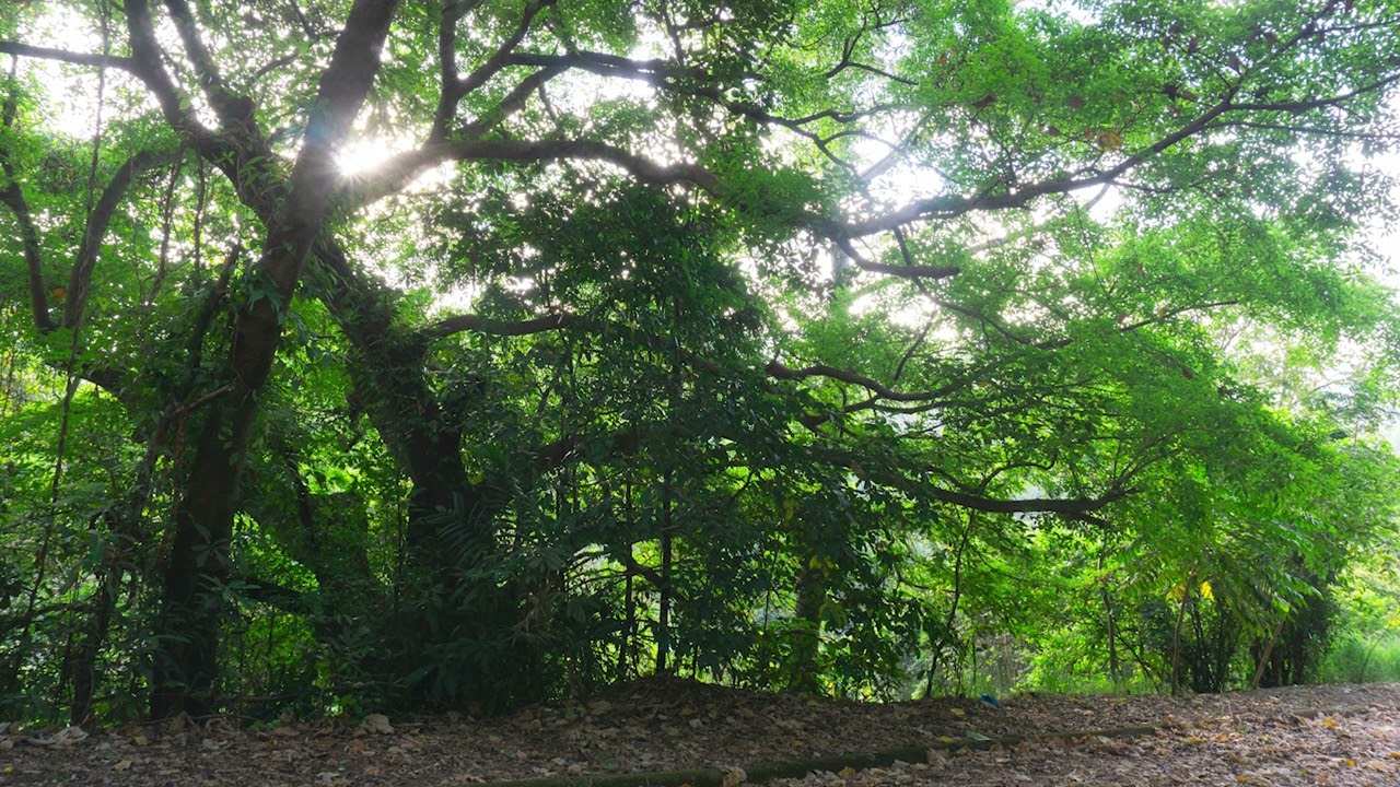 Dawn Chorus under a Fig Tree