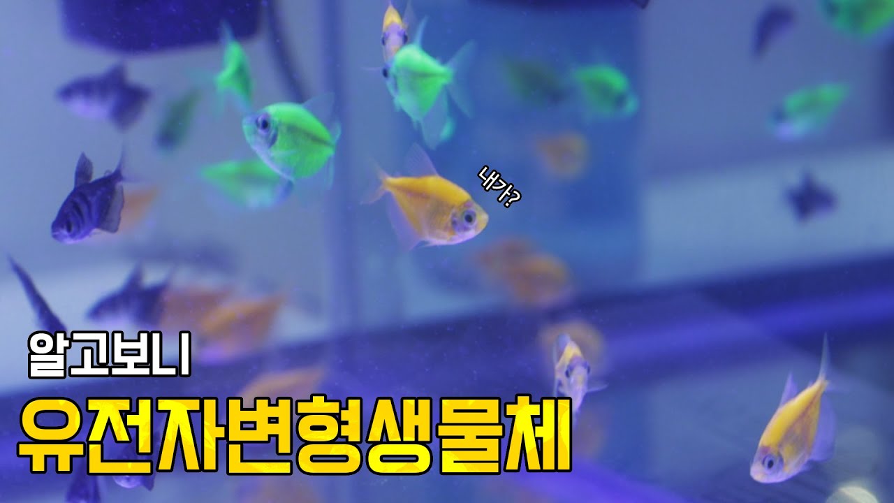 해외 여행 다녀오며 OOO 데려오면 과태료 물 수 있다?