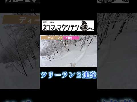 【2024-25】星野リゾート ネコママウンテン ツリーラン2連発 2025.02.22 #shorts