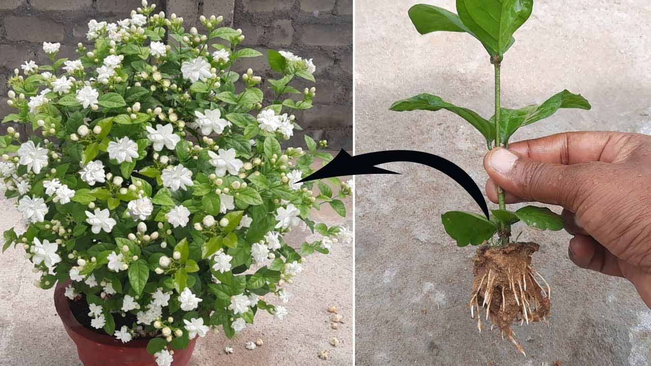 How To Grow Mogra Jasmine Plant From Cuttings Mogra Jasmine YouTube