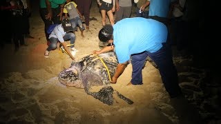 Trinidad and Tobago: empowering the local community to save turtles