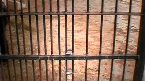 Insight learning: Chimpanzee Problem Solving