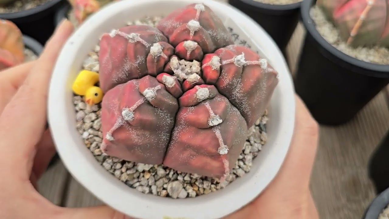 계절금 난봉옥 총 출동 했어요~♡ #난봉옥 #계절금 #다육식물 #succulent #브이제이특공대다육 #동이다육