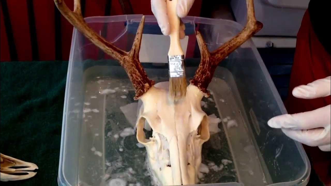 Step 2 in bleaching the skull YouTube