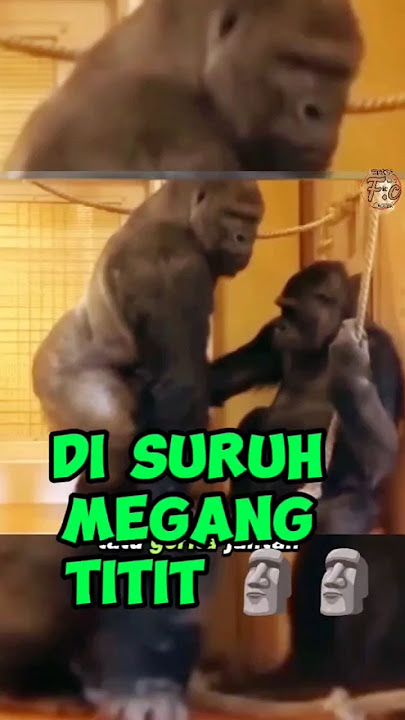 Ternyata Begini Ketika Gorilla Jantan Lagi Birahi Berat🗿 #gorilla #hewan #shorts