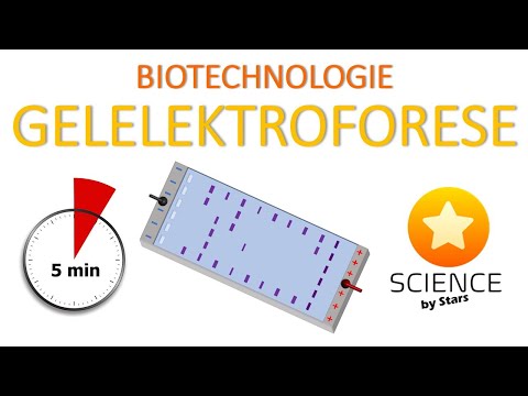 Video: Door agarosegelelektroforese te gebruiken?