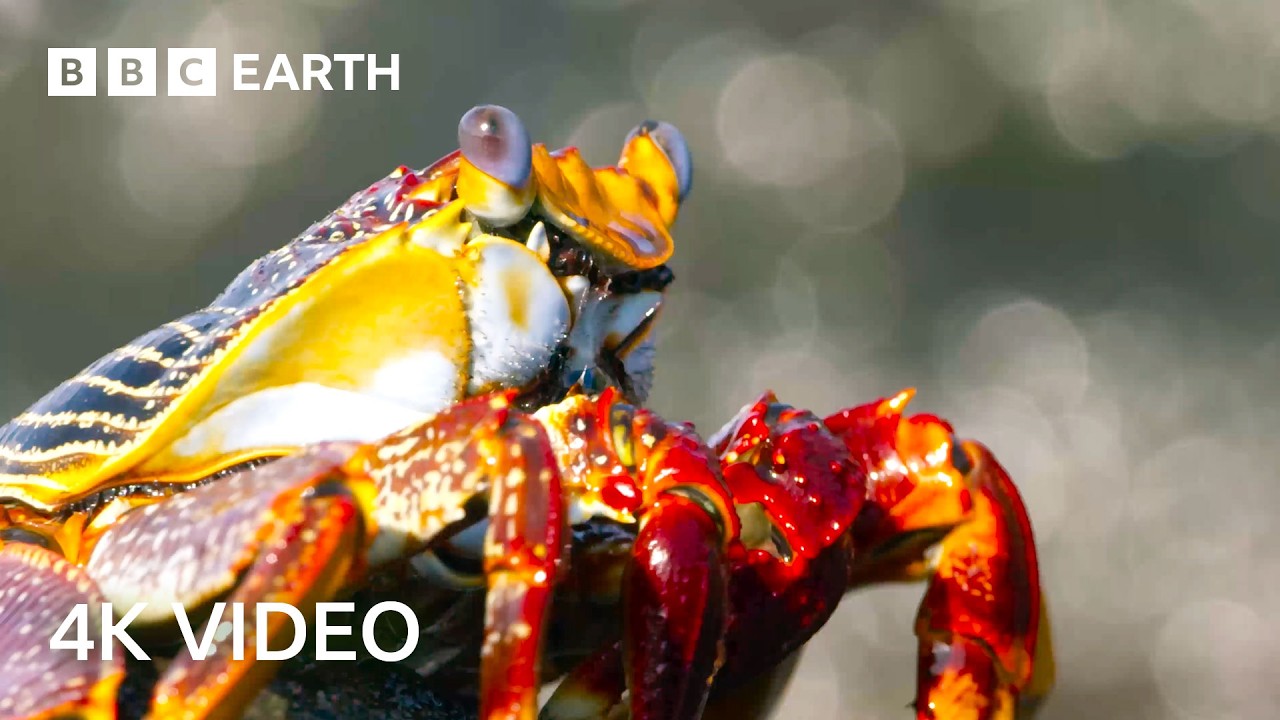 Blue Planet II in Stunning 4K Narrated by Sir David Attenborough