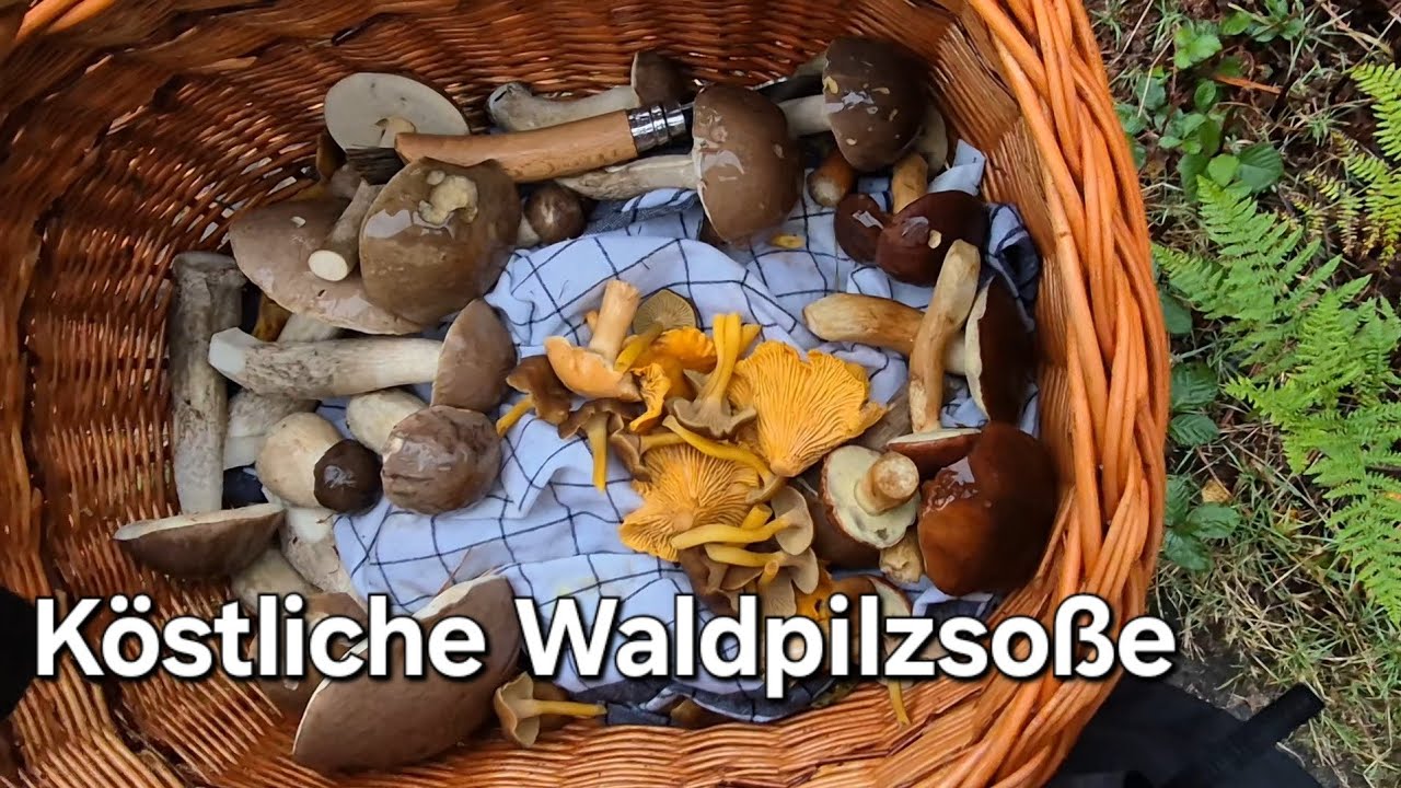 Pilzrahmsoße aus Waldpilzen - YouTube