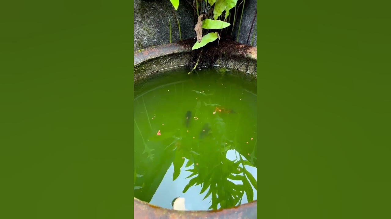 green-water-in-fish-pot-youtube