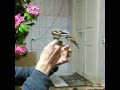 Внимания внимания продаётся щегол смотрите Goldfinch like