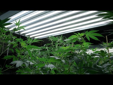 It Takes Lots Of Electricity To Grow Marijuana