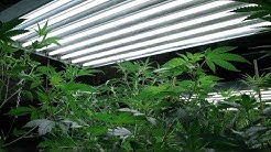 It takes lots of electricity to grow marijuana